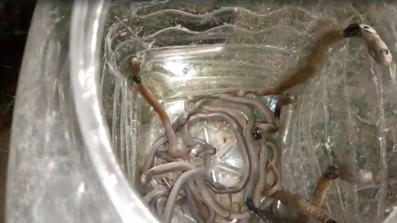 Cobra Snakes: షాకింగ్‌ ఘటన.. ఇంట్లో 18 కోబ్రా పాములు.. చివరకు ఏం చేశారంటే..