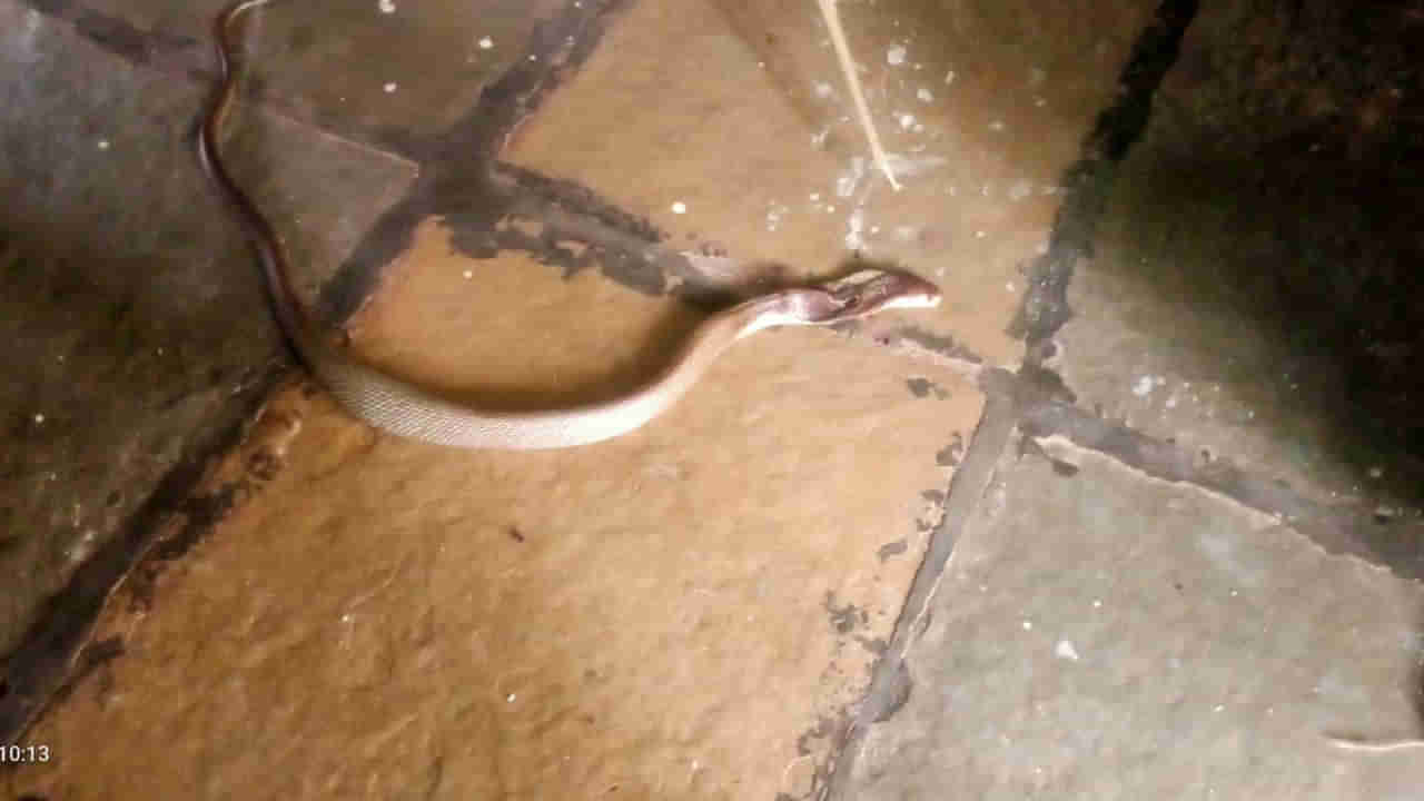 Medak: అంగన్వాడీ కేంద్రంలో బాలమృతం బాక్స్ పక్కనుంచి చప్పుళ్లు.. ఏంటా అని చూడగా