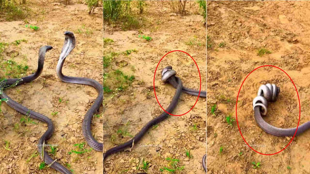 Cobras Fight: 2 నాగుపాములు పోట్లాడుకుంటే ఎట్టా ఉంటుందో తెల్సా.. ఒళ్లు గగుర్పొడిచే వీడియో