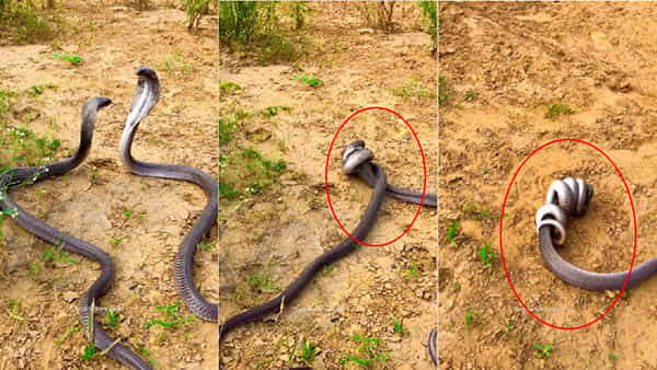 Cobras Fight: 2 నాగుపాములు పోట్లాడుకుంటే ఎట్టా ఉంటుందో తెల్సా.. ఒళ్లు గగుర్పొడిచే వీడియో