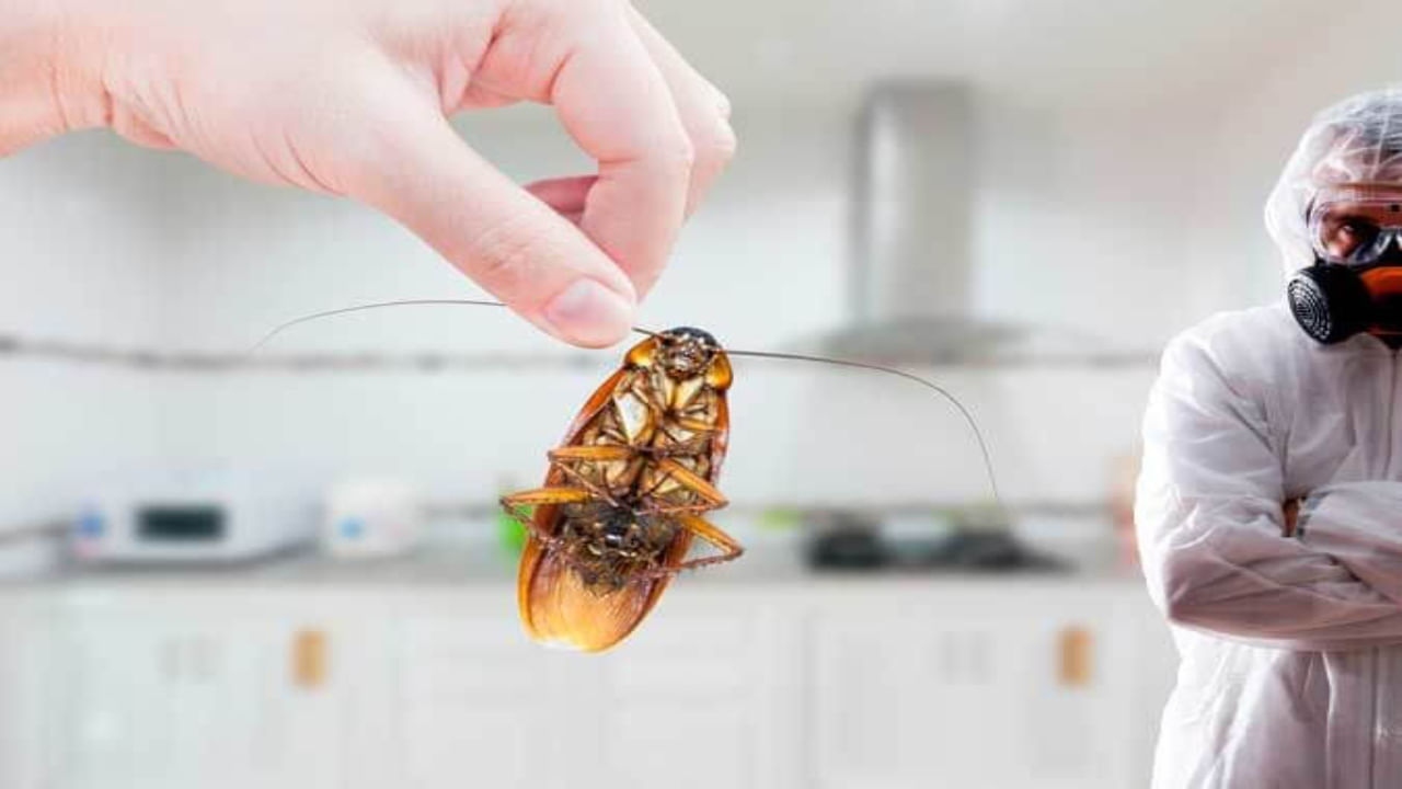 Cockroach Control: బొద్దింకలపై బ్రహ్మాస్త్రం.. ఈ చిట్కాలతో ఒక్కటి కూడా లేకుండా తరిమేయండి..