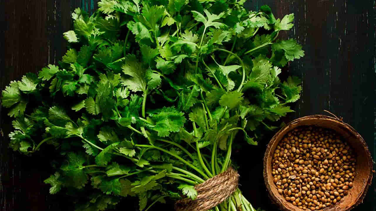 Coriander health benefits: ఈ వ్యాధులకు కొత్తిమీర మందు..! అద్భుతమైన ఆరోగ్య ప్రయోజనాలు తెలిస్తే..