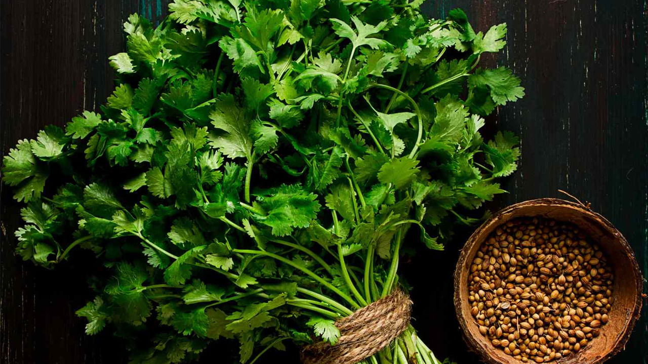 Coriander health benefits: ఈ వ్యాధులకు కొత్తిమీర మందు..! అద్భుతమైన ఆరోగ్య ప్రయోజనాలు తెలిస్తే..