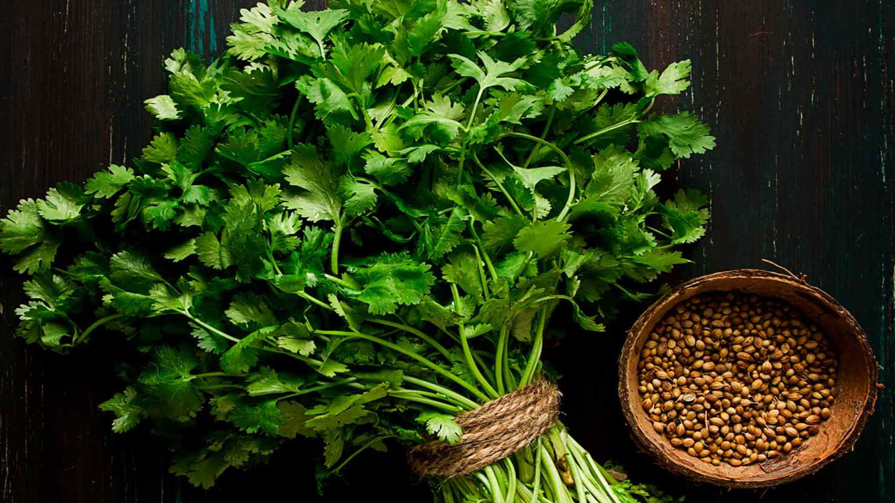 కొత్తిమీరలో ఉండే విటమిన్ A, C, K వంటివి కళ్ల ఆరోగ్యం, చర్మ సంరక్షణ, ఎముకల బలానికి తోడ్పడతాయి. కొత్తిమీరలో ఫోలేట్, కాల్షియం, పొటాషియం, ఇనుము, మెగ్నీషియం శరీరానికి శక్తిని అందిస్తుంది. రోగనిరోధక శక్తిని పెంచుతుంది. కొత్తిమీర జీర్ణవ్యవస్థను బలోపేతం చేయడంలో కీలకంగా పని చేస్తుంది.