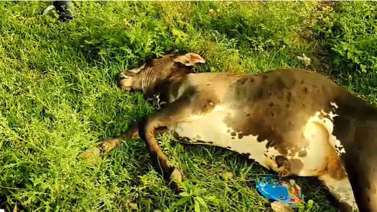 Andhra: అప్పటివరకు బానే ఉన్న ఆవులు.. అంతలోనే అచేతనంగా.. రీజన్ ఏంటో తెల్సా..?