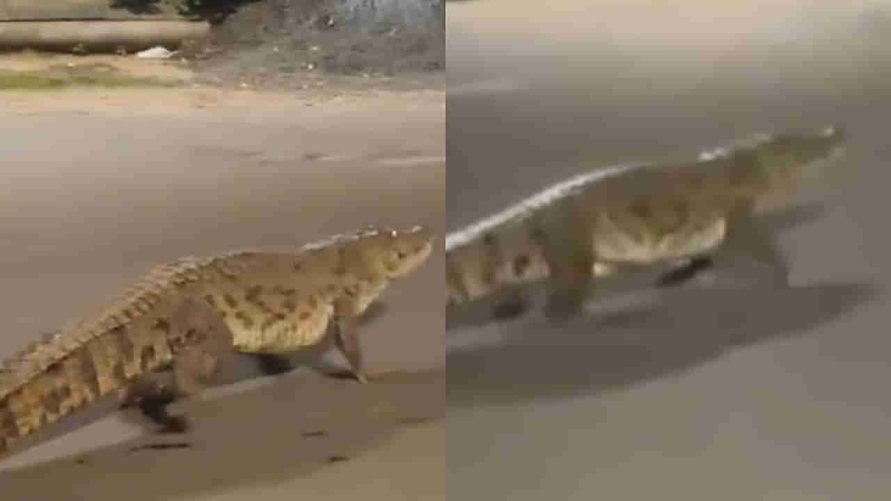 Watch: రద్దీగా ఉండే రోడ్డుపై మొసలి హల్‌చల్‌.. వాహనదారుల మీదకు దూకుతూ.. వీడియో చూస్తే వణుకే..