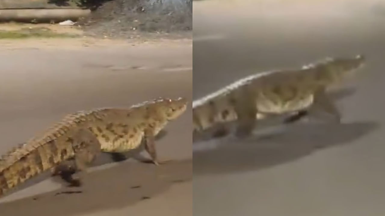 Watch: రద్దీగా ఉండే రోడ్డుపై మొసలి హల్‌చల్‌.. వాహనదారుల మీదకు దూకుతూ.. వీడియో చూస్తే వణుకే..