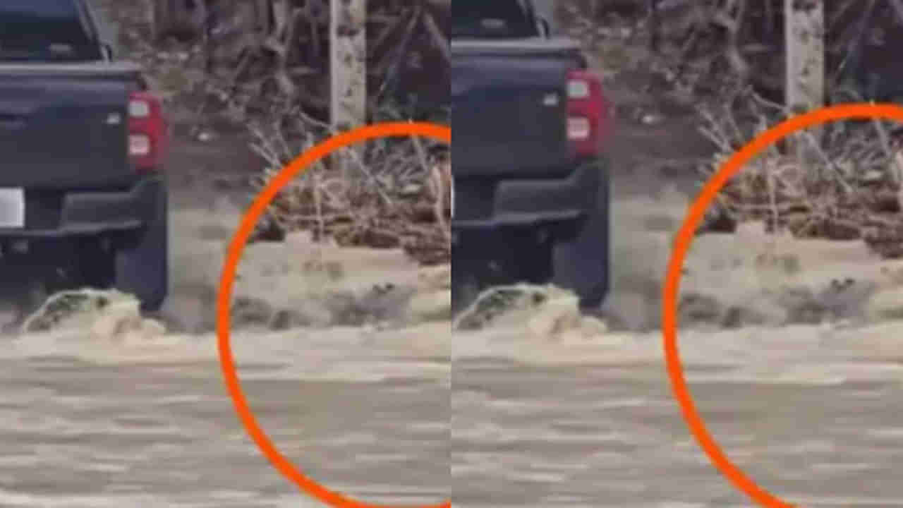 Viral Video: జీపునే ఆపేసిన మొసలి.. ఆ తర్వాత ఏం జరిగిందో తెలిస్తే షాకే.. వీడియో వైరల్..