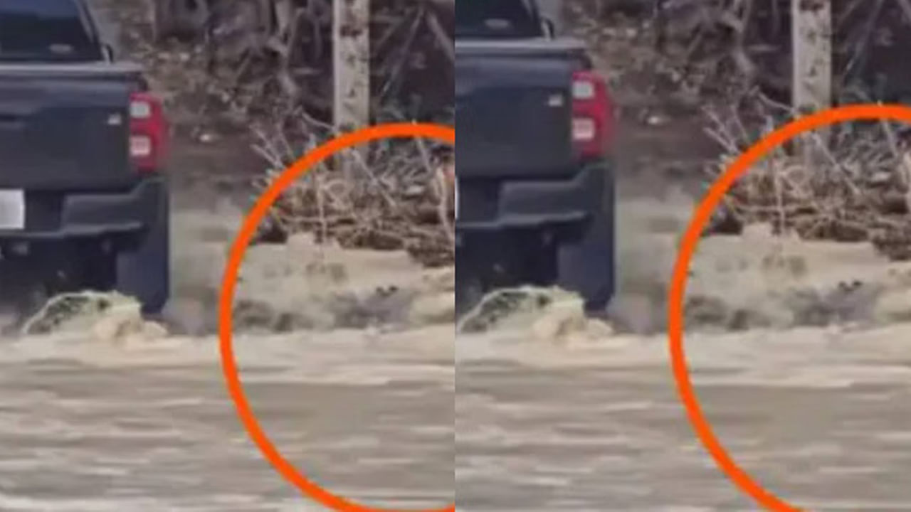 Viral Video: జీపునే ఆపేసిన మొసలి.. ఆ తర్వాత ఏం జరిగిందో తెలిస్తే షాకే.. వీడియో వైరల్..