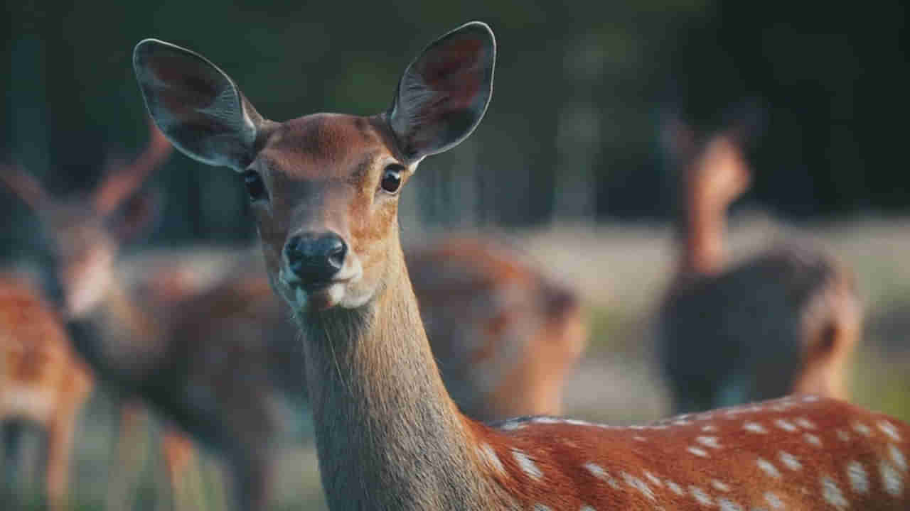 అడవిలో మామయవుతున్న జింకలు.. ఆ అదృశ్య శక్తి ఏంటా అని ఆరా తీయగా..