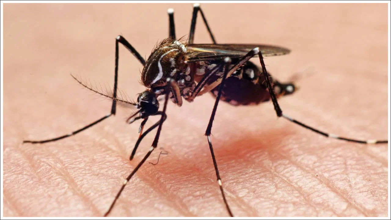Dengue Symptoms: డెంగ్యూ అనేది దోమల కాటు ద్వారా వ్యాపించే వైరల్ ఇన్ఫెక్షన్. వర్షాకాలంలో డెంగ్యూ కేసులు వేగంగా పెరుగుతాయి. మొదట్లో ఇది సాధారణ జ్వరంలా అనిపించవచ్చు. కానీ సకాలంలో గుర్తించి చికిత్స చేయకపోతే అది ప్రమాదకరం కావచ్చు. మీ ఇంట్లో లేదా సమీపంలో ఎవరికైనా నిరంతర జ్వరం, నొప్పి, ఎర్రటి దద్దుర్లు కనిపిస్తే ఖచ్చితంగా డెంగ్యూ పరీక్ష చేయించుకోండి. సకాలంలో చికిత్స, జాగ్రత్తతో ఈ వ్యాధిని నివారించవచ్చు. దోమల నుండి మిమ్మల్ని మీరు రక్షించుకోండి. వెంటనే వైద్యుడిని సంప్రదించండి. డెంగ్యూ వచ్చిన తర్వాత దాదాపు ప్రతి రోగిలో శరీరంలో మూడు లక్షణాలు కనిపిస్తాయని, వాటిని గుర్తించడం చాలా ముఖ్యమని ఢిల్లీ MCDకి చెందిన డాక్టర్ అజయ్ కుమార్ అంటున్నారు.