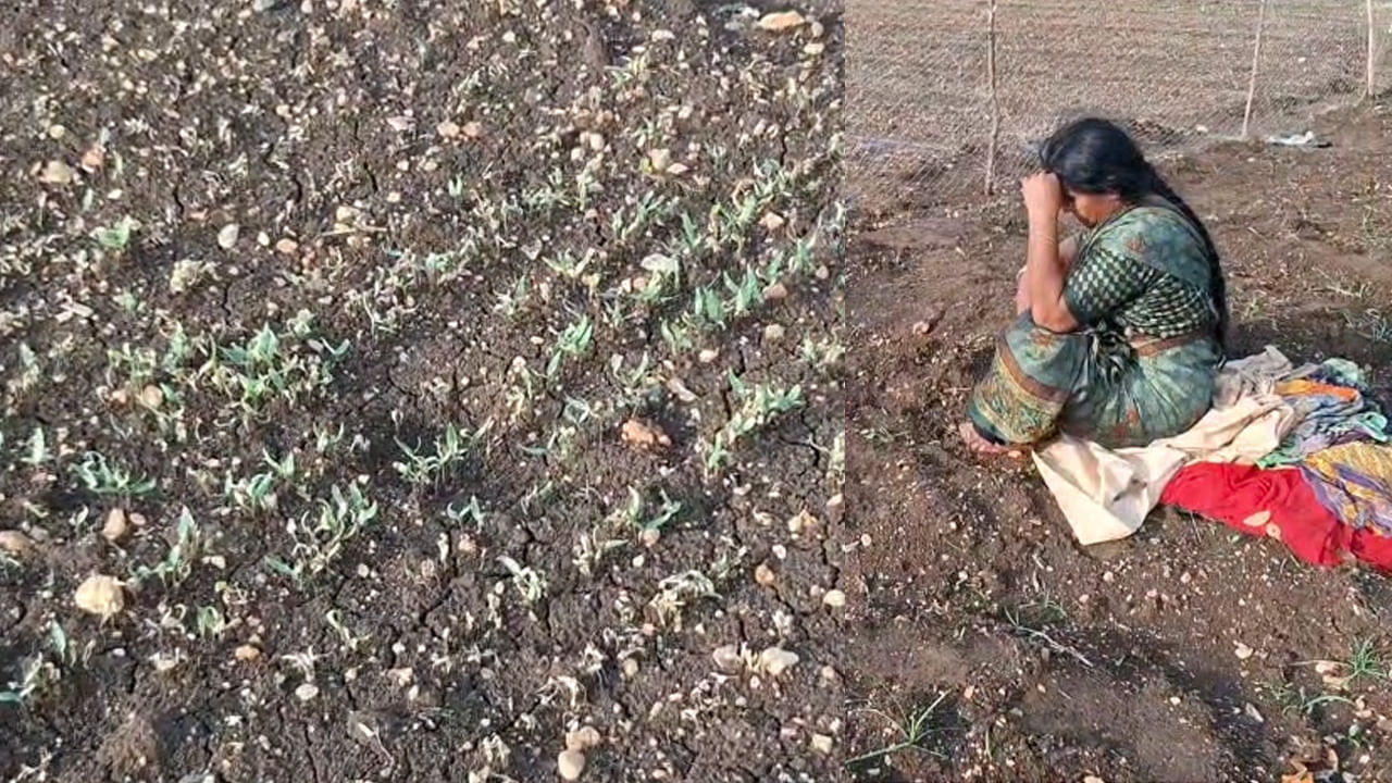 మీకు చేతులెలా వచ్చాయ్రా.. తెల్లారి పోలానికి వెళ్లి కంటతడి పెట్టిన రైతులు..