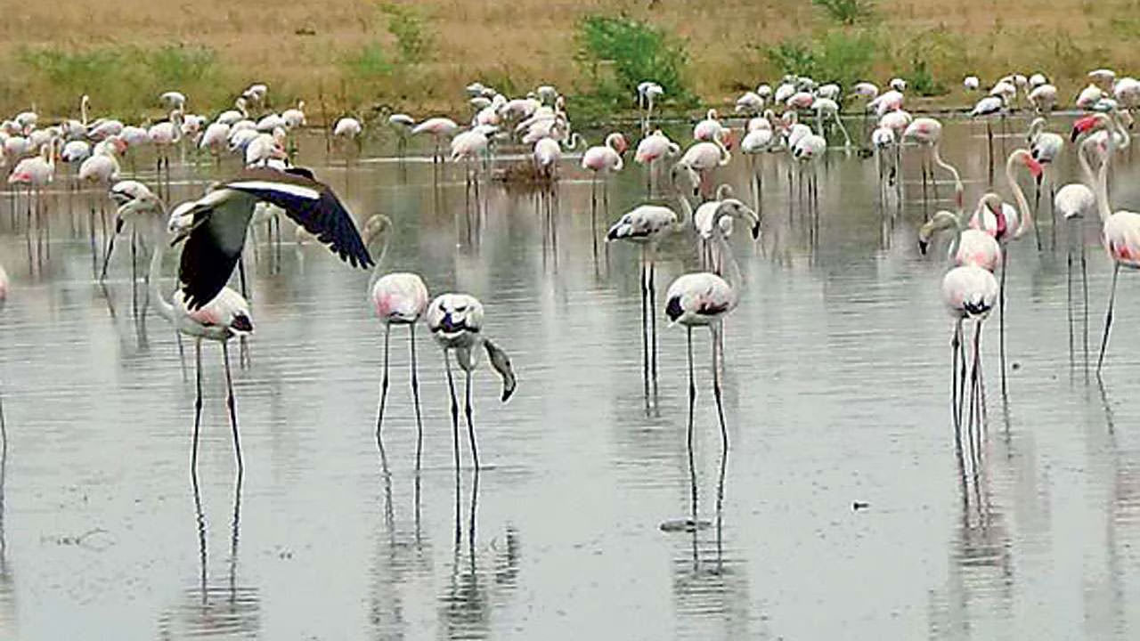 Didwana Lake