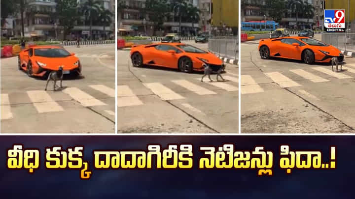 వీధి కుక్క దాదాగిరీకి నెటిజన్లు ఫిదా వీధి కుక్క దాదాగిరీకి నెటిజన్లు ఫిదా