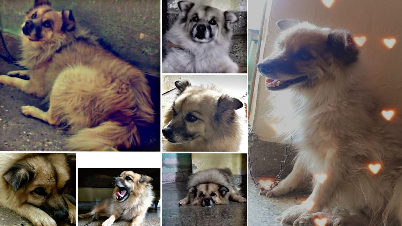 వార్నీ ఇదెక్కడి విడ్డూరం.. కుక్కకు రెసిడెన్స్ సర్టిఫికెట్ జారీ చేసిన అధికారులు.. నెట్టింట వైరల్‌