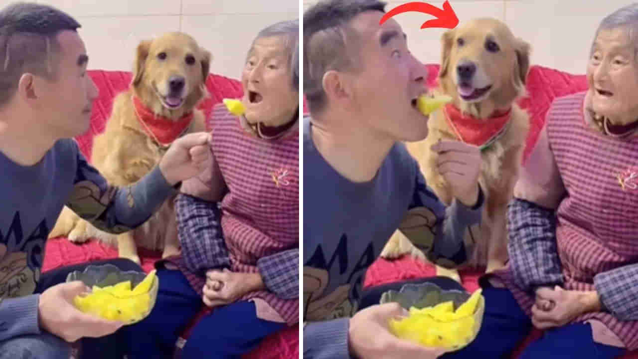 Viral Video: ముసల్దానికి పెట్టకుండా ఒక్కడివే తింటవా... మాడమీది నుంచి చరిసిన కుక్క