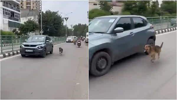 Viral Video: పాపం.. నడిరోడ్డు మీద గుండెలు పిండేసే ఘటన... వాడు నరకంలో కుళ్లిపోవాలి అంటూ నెటిజన్స్ ఫైర్
