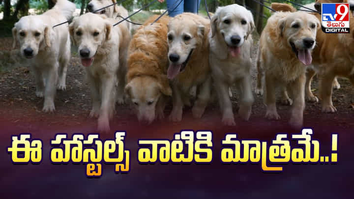 వాటి కోసమే సరికొత్తగా హాస్టళ్లు.. మంచి ఆహారం, వైద్య సేవలు లభ్యం వాటి కోసమే సరికొత్తగా హాస్టళ్లు.. మంచి ఆహారం, వైద్య సేవలు లభ్యం