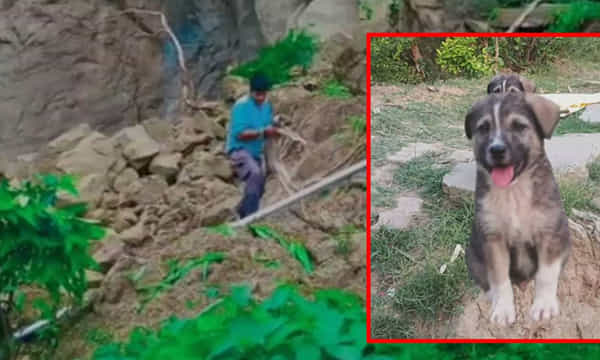 67 మంది ప్రాణాలు కాపాడిన కుక్క.. అసలు ఏం జరిగిందంటే..?