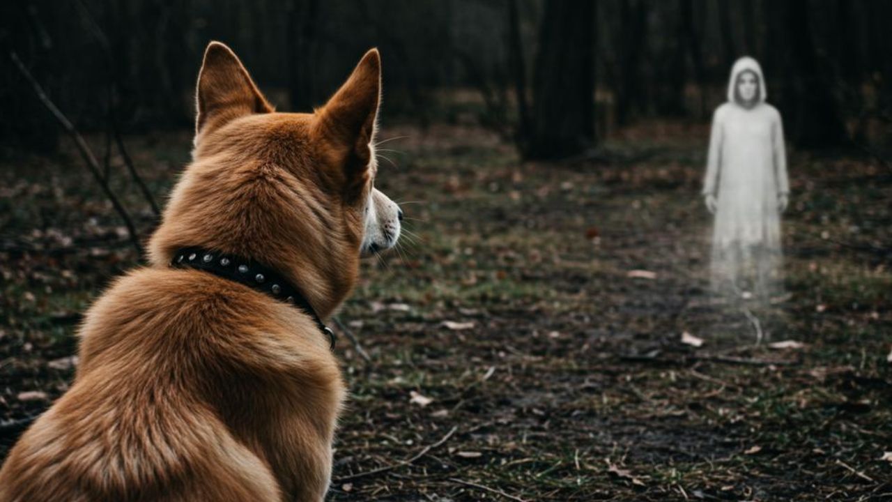 కుక్కలకు ఆత్మలు కనిపిస్తే ఏం చేస్తాయో తెలుసా..? షాకింగ్ విషయాలు మీకోసం..!