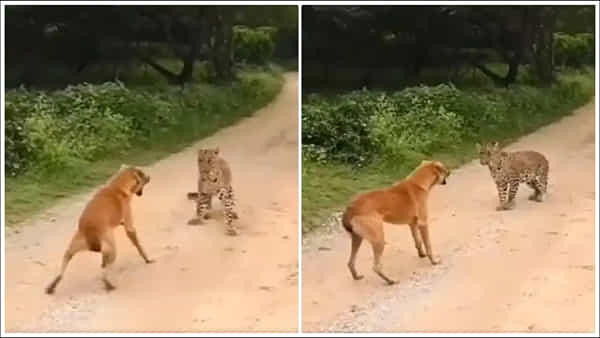 Viral Video: హేయ్.. నాతో పెట్టుకోకు.. పులినే తరిమికొట్టిన కుక్క.. వీడియో వైరల్
