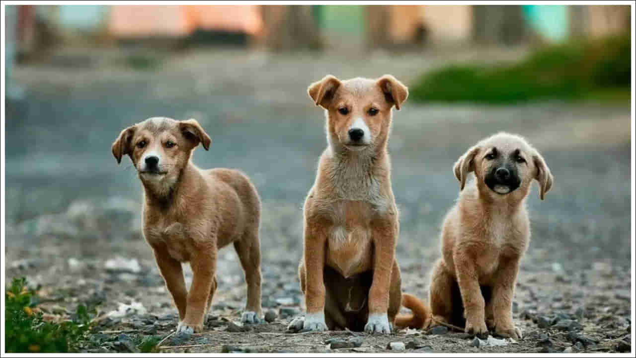 Dog Walker: ఇతను కుక్కలకు వాకింగ్ చేయిస్తూ లక్షలు సంపాదిస్తున్నాడు.. ఎలాగో తెలిస్తే..