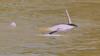 Watch: అరరె ఎంతపనైంది.. పాపం మందుబాబు.. మద్యం సీసా కోసం వెళ్లి ఇలా ఇరుక్కుపోయాడు..!
