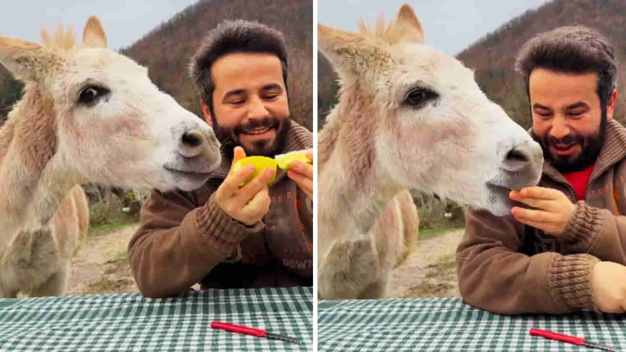 Viral Video: నిమ్మకాయ తిన్న గాడిదకు ఏం జరిగిందంటే..! ఇదిగో ఆ భయానక దృశ్యం చూస్తే...