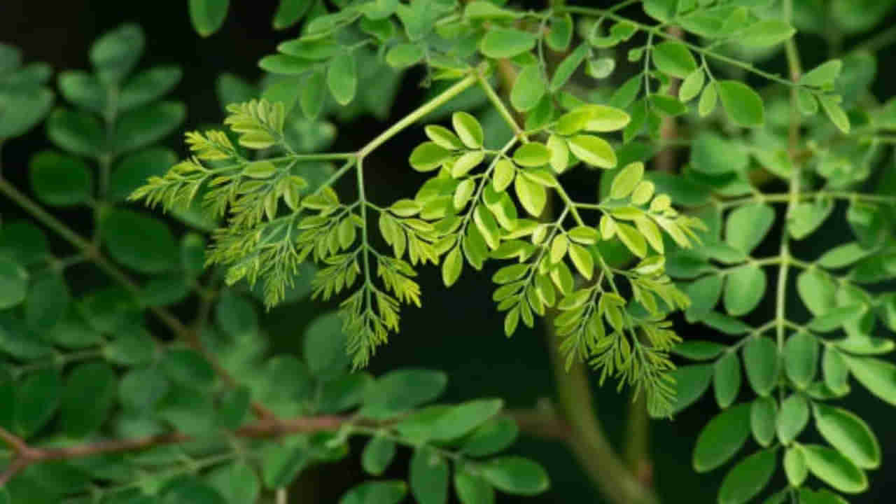 చిన్న చిన్న ఆకులు.. ఇవేం చేస్తాయ్ అనుకునేరు.. వందలాది వ్యాధులకు మొనగాడి మెడిసిన్