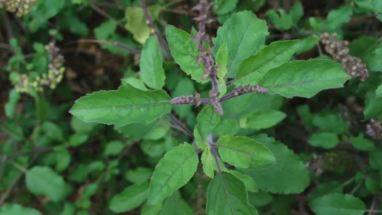 వాస్తు శాస్త్రం ప్రకారం తులసి మొక్కను ఇంటికి తూర్పు దిశలో నాటాలి. తూర్పు దిశలో తులసి మొక్కను నాటడం వల్ల ఇంటి నుంచి ప్రతికూల శక్తి దూరంగా ఉంటుందని, కుటుంబంలో ఆనందం, శాంతి  నెలకొంటుందని.. ఆ ఇంట్లో లక్ష్మీ దేవి నివసిస్తుందని నమ్మకం.  