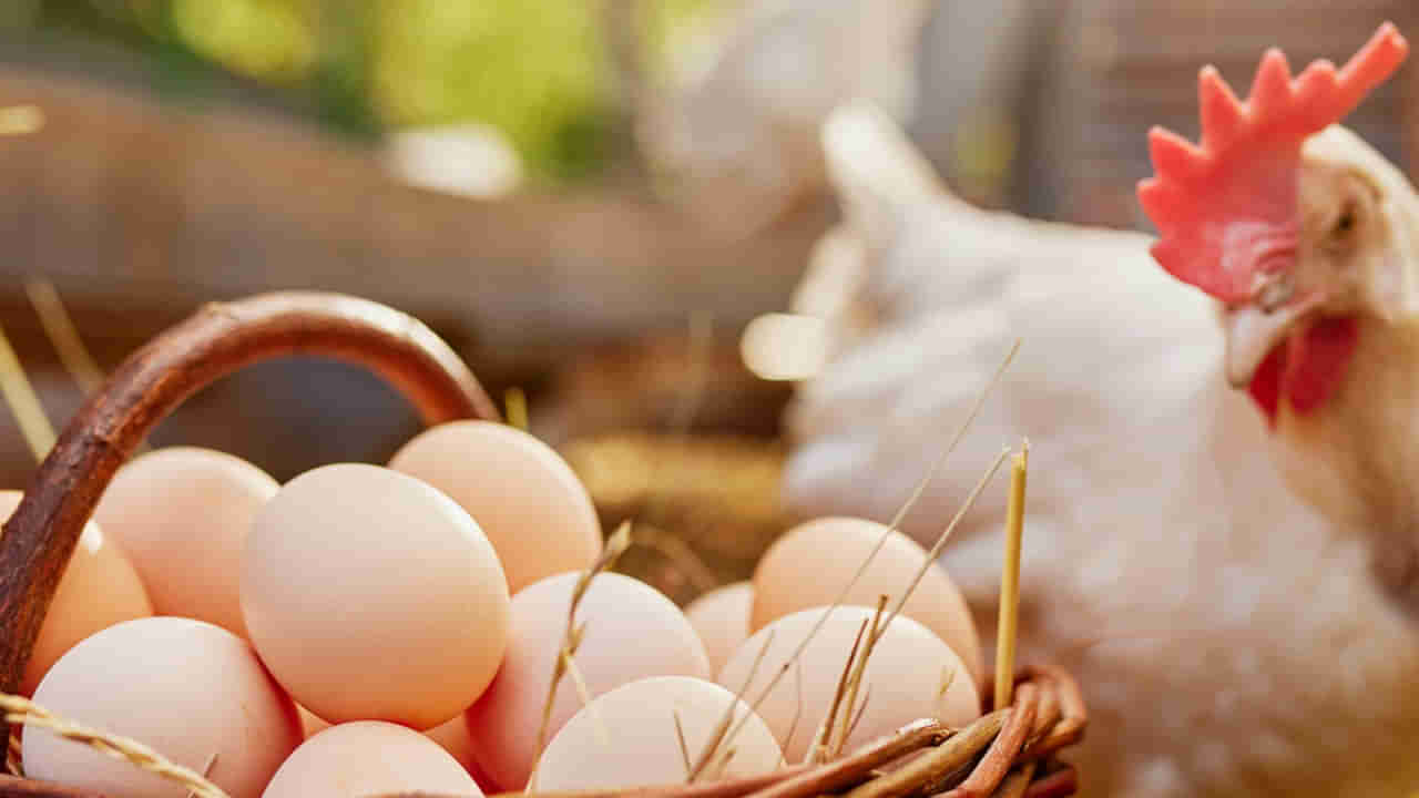 నాటు కోడి గుడ్డు వర్సెస్‌ ఫారం కోడి గుడ్డు.. ఏది మన ఆరోగ్యానికి మంచిదో తెలుసా..?