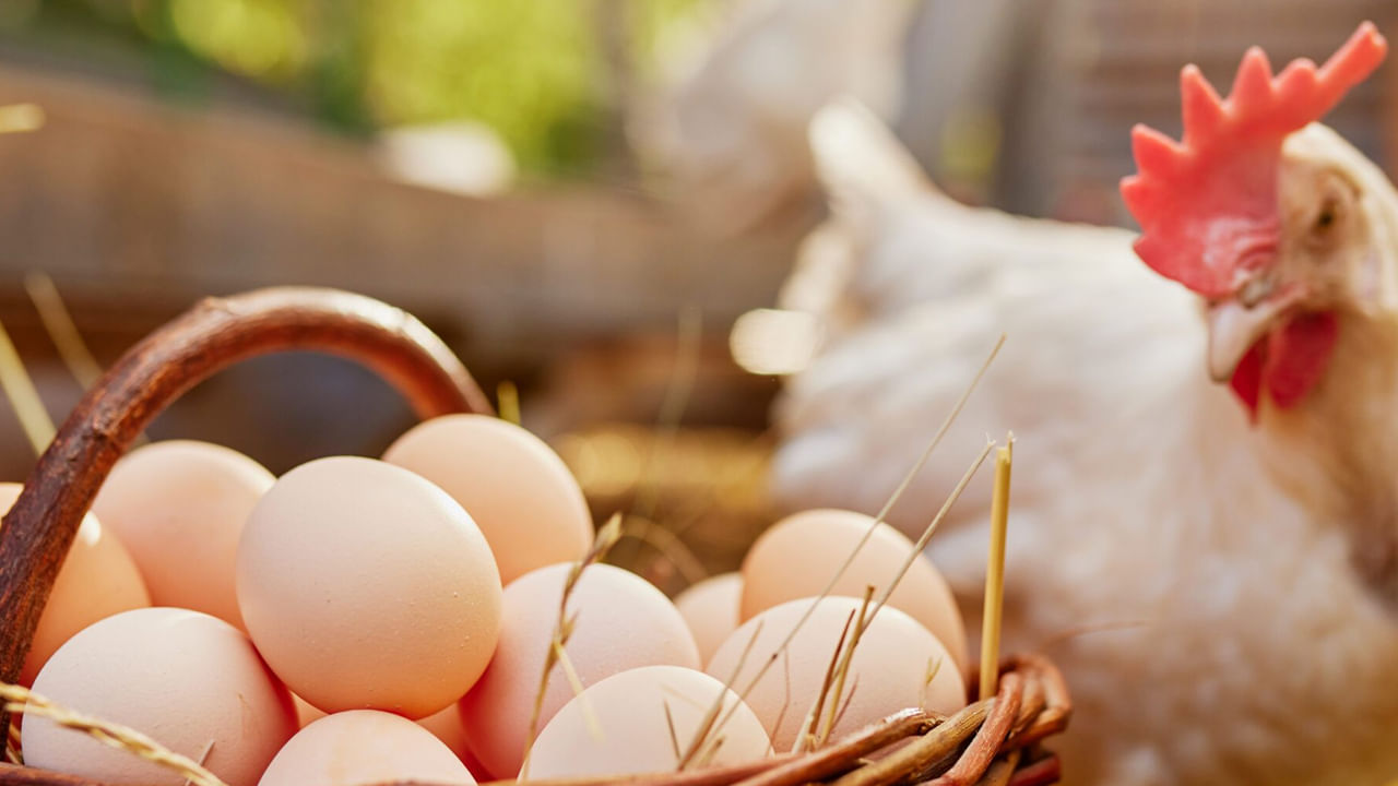 నాటు కోడి గుడ్డు వర్సెస్‌ ఫారం కోడి గుడ్డు.. ఏది మన ఆరోగ్యానికి మంచిదో తెలుసా..?