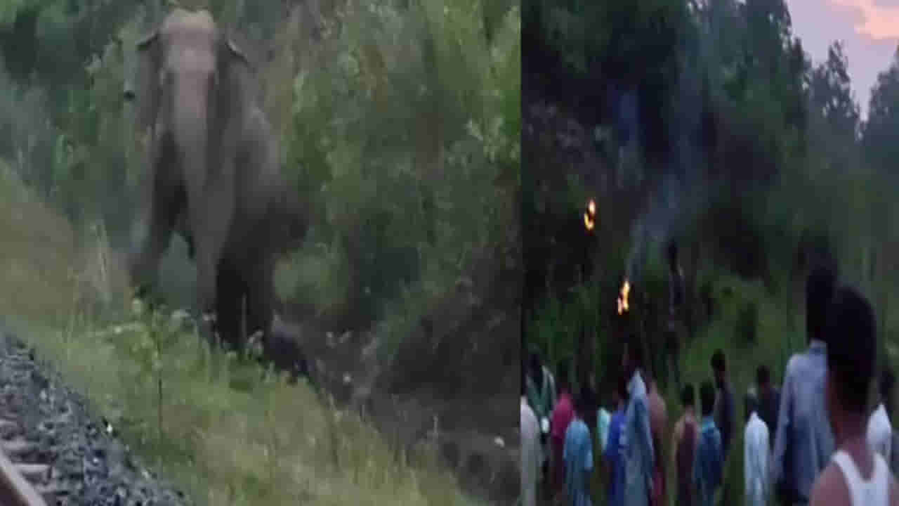 Watch: రైల్వే ట్రాక్పై ఏనుగు ప్రసవం.. నిలిచిపోయిన రైలు.. వీడియో వైరల్