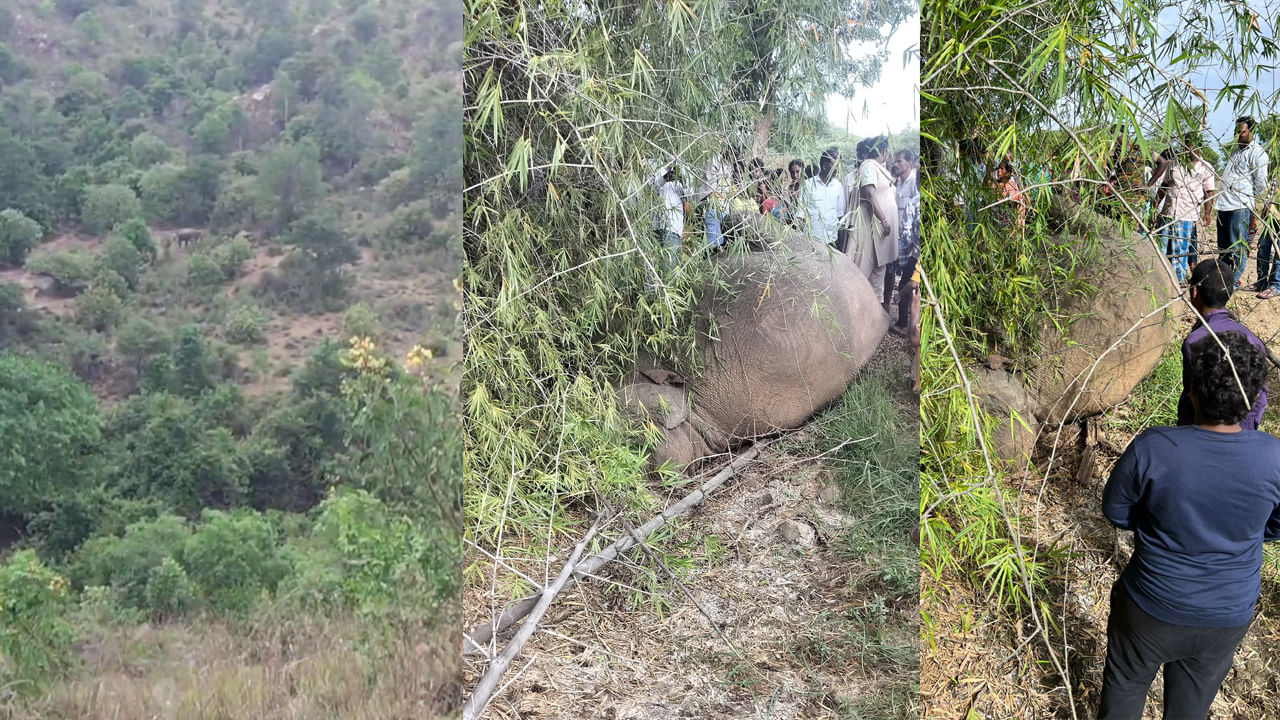 Elephant Dies Near Kallur
