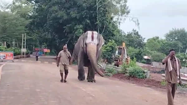 ఆరోగ్యం కోసం ఎవరైనా నడవాల్సిందే.. చినవెంకన్న ఆలయంలో గజలక్ష్మి మార్నింగ్ వాక్.. దాని వయ్యారం చూడాల్సిందే..