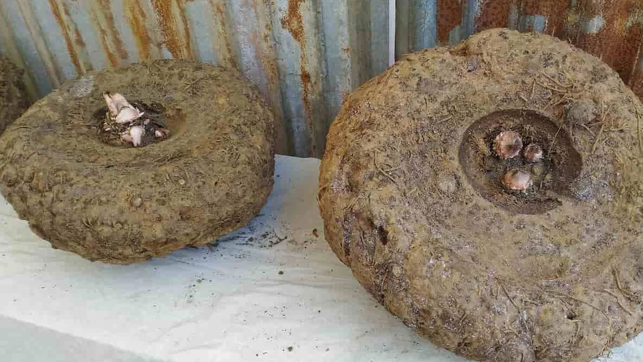 100 గ్రాముల ఉడ‌క‌బెట్టిన కంద‌లో చాలా త‌క్కువ మొత్తంలో క్యాల‌రీలు ఉండటం వల్ల ఆరోగ్యానికి లాభదాయకం. అలాగే ఇందులో పిండి ప‌దార్థాలు, ఫైబ‌ర్‌, ప్రోటీన్లు, విట‌మిన్లు బి6, సి, బి9, బి1, బి2, బి3ల‌తోపాటు పొటాషియం, మెగ్నిషియం, ఫాస్ఫ‌ర‌స్‌, ఐర‌న్‌, జింక్‌, కాప‌ర్‌, మాంగ‌నీస్‌, ఫ్లేవ‌నాయిడ్స్‌, ఒమెగా 3 ఫ్యాటీ యాసిడ్లు స‌మృద్ధిగా లభిస్తాయి.