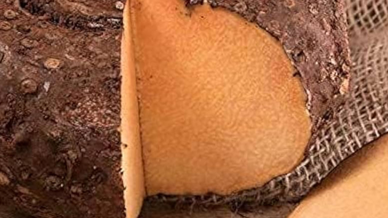 కంద గ్లైసీమిక్ ఇండెక్స్ చాలా తక్కువగా ఉన్నందున రక్తంలో షుగర్ స్థాయిలు పెరగవు. ఇందులో ఉన్న ఆల్లన్టోయిన్ అనే సమ్మేళనం శరీరం ఇన్సులిన్ను మెరుగ్గా ఉపయోగించుకునేలా చేస్తుంది. దీంతో షుగర్ స్థాయిలు తగ్గి డయాబెటిస్ అదుపులో ఉంటుంది. డయాబెటిస్ ఉన్నవారికి కంద ఎంతగానో మేలు చేస్తుంది.