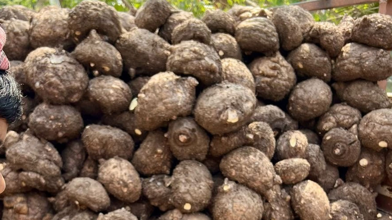 కందను పేరుకు దుంప అయినప్పటికీ క్యాలరీలు చాలా తక్కువగా ఉంటడంతో పాటు ఫైబర్ అధికంగా లబిస్తుంది. ఇది ఎక్కువ సేపు కడుపు నిండిన భావనతో ఉంటారు. దీంతో తక్కువగా తినడం వల్ల బరువు తగ్గేందుకు సహాయం చేస్తుంది. దీనిలో ఫ్లేవనాయిడ్స్ యాంటీ ఇన్ ఫ్లామేటరీ కారకాలుగా పనిచేస్తాయి. దీనివల్ల శరీరంలో వాపులు, నొప్పులు తగ్గిపోతాయి. ముఖ్యంగా ఆర్థరైటిస్ ఉన్నవారికి ఎంతగానో మేలు చేస్తుంది. ఇందులో యాంటీ ఆక్సిడెంట్లు, విటమిన్ సి, బీటా కెరోటిన్, ఫినోలిక్ సమ్మేళనాలు ఫ్రీ ర్యాడికల్స్ను నిర్మూలించి క్యాన్సర్, గుండె జబ్బులు నుంచి రక్షిస్తాయి. రోగ నిరోధక శక్తిని పెంచుతాయి.