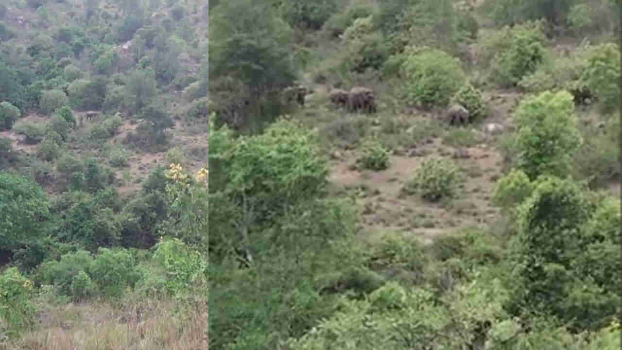 అయ్యో గజరాజు.. చెరువు కట్టపై వెళ్తూ జారి పడి ఏనుగు మృతి.. ఆ ప్రాంతంలో భయం భయం..