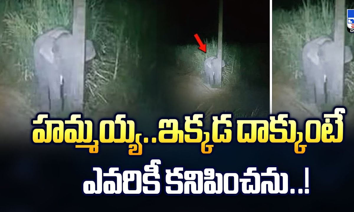 హమ్మయ్య..ఇక్కడ దాక్కుంటే ఎవరికీ కనిపించను వీడియో హమ్మయ్య..ఇక్కడ దాక్కుంటే ఎవరికీ కనిపించను వీడియో