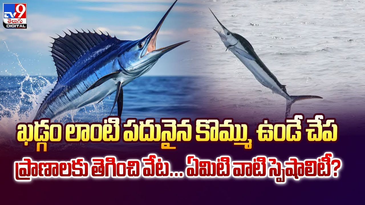 చేపకు గాలం వేస్తే.. జాలరే గల్లంతయ్యాడు వీడియో