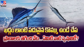చేపకు గాలం వేస్తే.. జాలరే గల్లంతయ్యాడు వీడియో చేపకు గాలం వేస్తే.. జాలరే గల్లంతయ్యాడు వీడియో