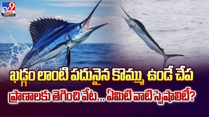 చేపకు గాలం వేస్తే.. జాలరే గల్లంతయ్యాడు వీడియో చేపకు గాలం వేస్తే.. జాలరే గల్లంతయ్యాడు వీడియో