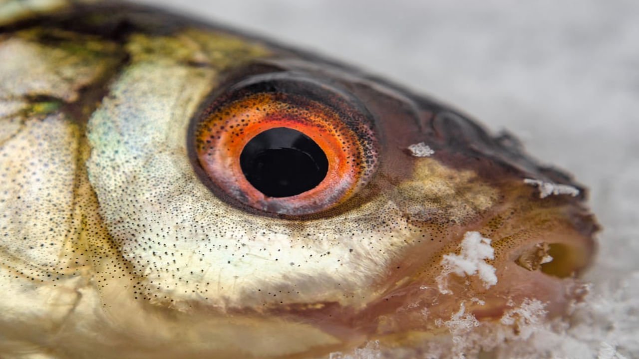 Fish Eyes