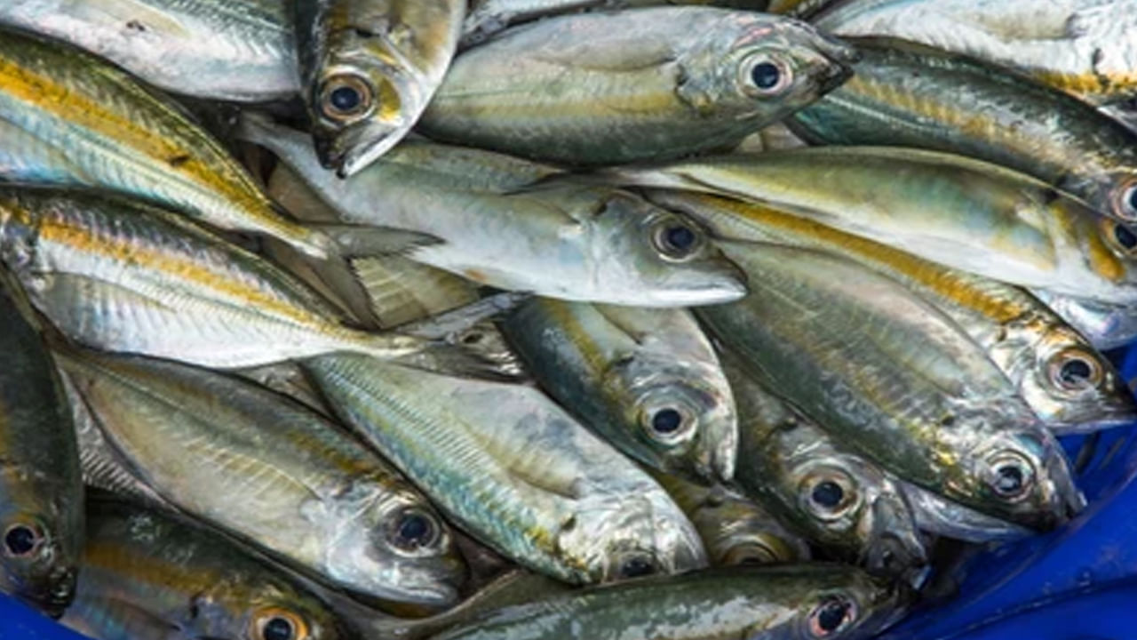 చేపల కళ్ళలో ఉండే పోషకాలతో డయాబెటిస్ తగ్గుతుంది. విటమిన్ డి పుష్కలంగా ఉండటం వల్ల చేపల కళ్ళను తింటే శారీరక ఆరోగ్యం మెరుగుపడి ప్రశాంతమైన నిద్రను కలిగిస్తుంది. చేపల కళ్ళల్లో ఉండే పోషకాలతో క్యాన్సర్ ముప్పు తగ్గుతుంది.