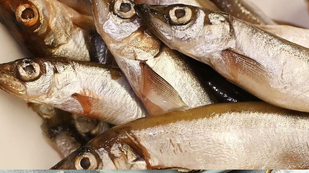 Fish Eyes