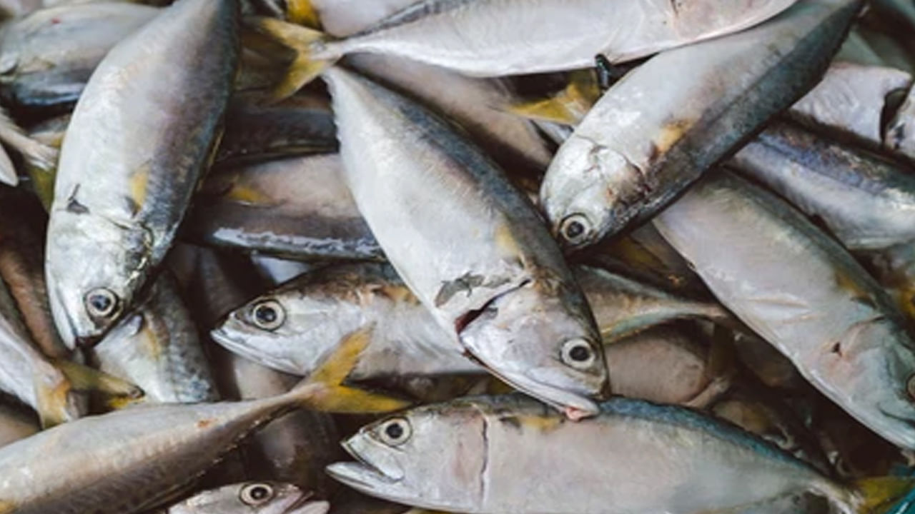 అంతేకాదు.. చేప కళ్ళను తినడం వల్ల చర్మ ఆరోగ్యం, ఎముకల దృఢత్వం పెరుగుతుంది. రక్తనాళాల పనితీరు మెరుగుపడుతుంది. ఆటిజం వంటి మానసిక సమస్యలతో ఇబ్బంది పడే వారికి చేపల కళ్లు ఎంతో మేలు చేస్తాయని నిపుణులు చెబుతున్నారు. జ్ఞాపకశక్తి మెరుగుపడుతుంది.