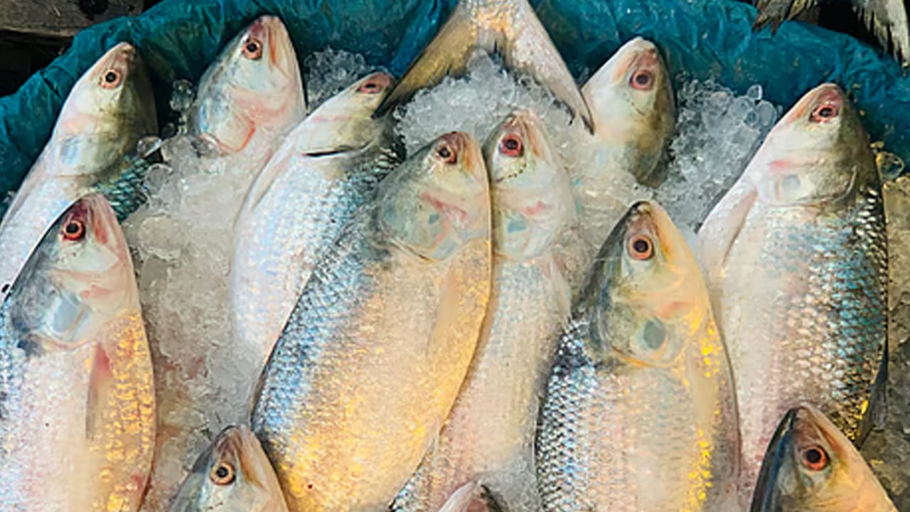 వర్షాకాలం చేపల పెంపకానికి కీలకమైన సమయం. చాలా చేపలు వర్షాకాలంలో సంతానోత్పత్తి చేస్తాయి. కనుక ఈ సమయంలో వీటిని పట్టడం వల్ల వాటి పునరుత్పత్తి చక్రాలకు అంతరాయం కలుగుతుంది. కనుక చేపల పునరుత్పత్తి చేయడానికి, పర్యావరణ సమతుల్యతను కాపాడడానికి వీలుగా చేపలను ఆహారంగా తీసుకోకూడదు.  
