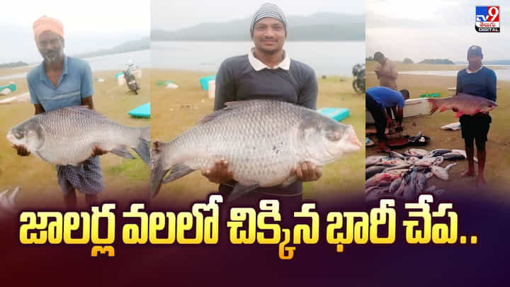 జాలర్ల వలలో చిక్కిన అసలు సిసలైన చేప.. అబ్బా అదృష్టం ఆంటే ఇతనిదే జాలర్ల వలలో చిక్కిన అసలు సిసలైన చేప.. అబ్బా అదృష్టం ఆంటే ఇతనిదే