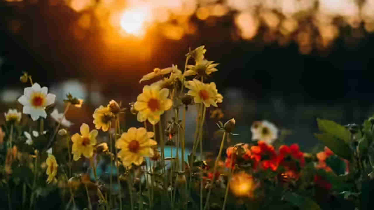 సూర్యాస్తమయం తర్వాత చెట్లపై చేతులు వేయకూడదు, పూలు కోయకూడదు..! ఎందుకంటే..